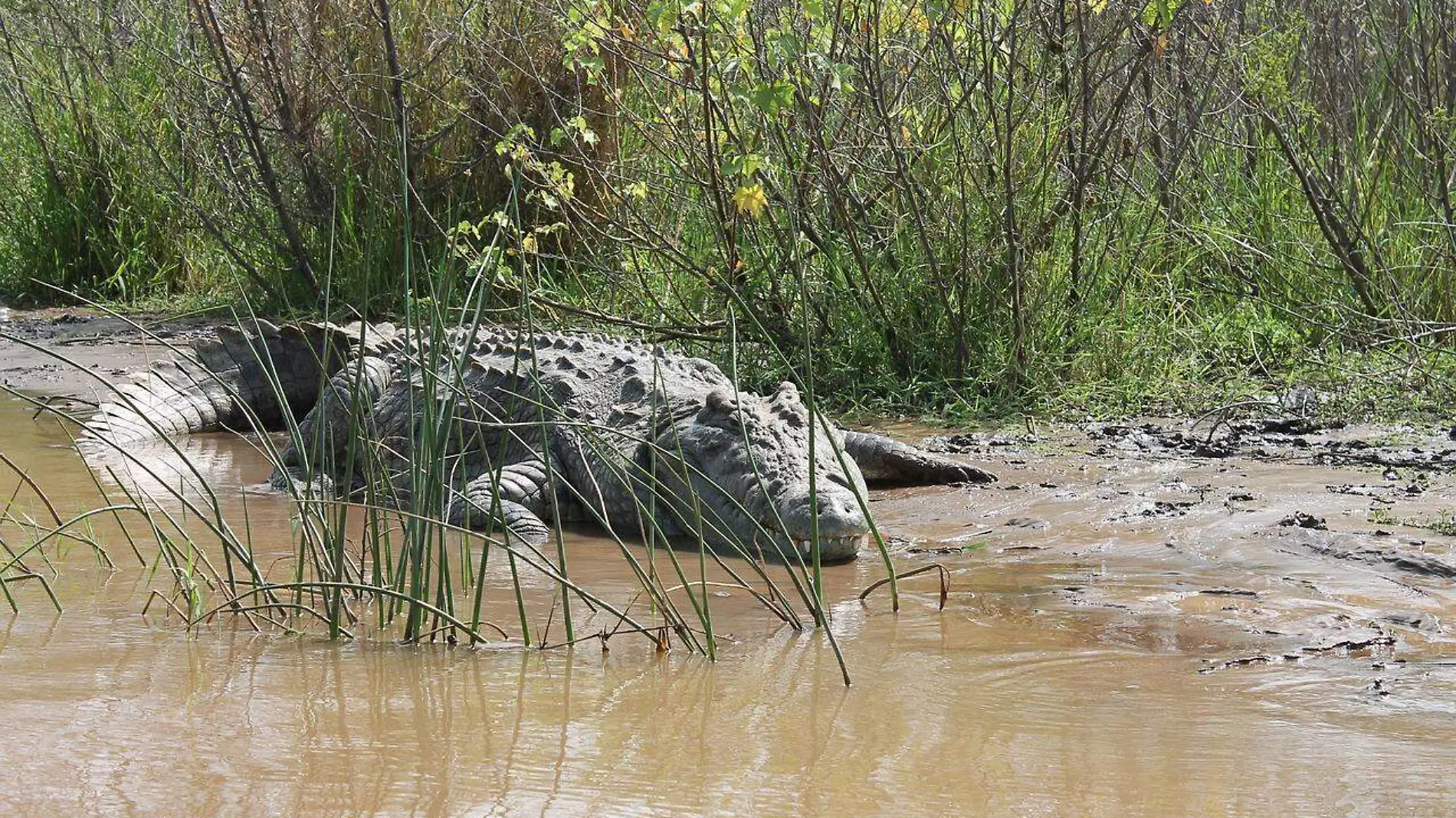 El cocodrilo localizado en las inmediaciones de la Casa de la Naturaleza fue reubicado fuera de Tampico Bomberos de Tampico (1)